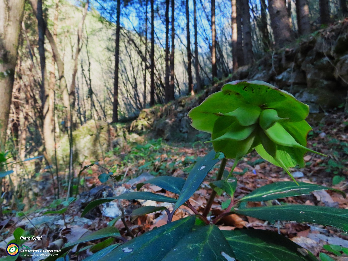 14 Helleborus viridis (Elleboro verde).JPG